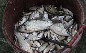 淮安金湖43万斤鱼突然死亡，缺氧还是污染？