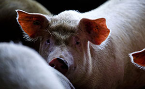 美国智库：中国人越喜欢吃猪，环境就会越差