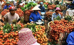中越关系紧张致越南荔枝滞销，政府呼吁国民买水果支持农民