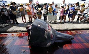 日本再次上演血腥“科研捕鲸”，曾被国际法庭叫停