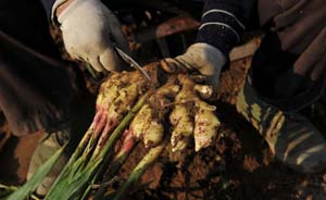 黄山一生姜种植地释放大量二氧化碳，5村民中毒身亡