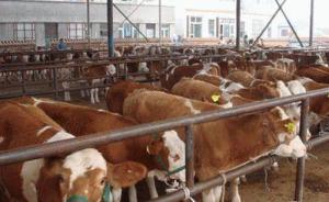 山东澳亚牧场两年前数百死牛未检疫流向市场，官方称仍在侦查