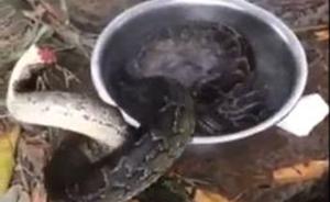 视频曝国家一级保护动物缅甸蟒被砍头水烫，嫌疑人在逃