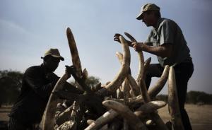 中国禁止进口在非洲狩猎获得的纪念物象牙，为期一年