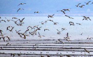 研究报告称中国沿海湿地极度濒危，建议惩处致湿地破坏的官员