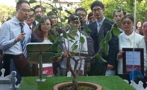 砸牛顿的苹果树嫁接到上海，科学家们曾建议用此传递创新精神
