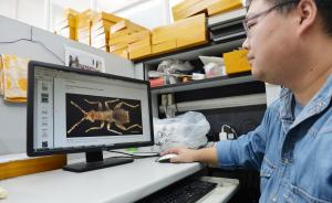 昆虫家族多了一个新物种“海南缺翅虫”，上海学者发现了它