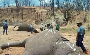 津巴布韦23头大象一天内被毒杀，近一个月逾60头遭偷猎