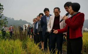 广西再生稻最高亩产超千斤，袁隆平盛赞“了不起的重大突破”