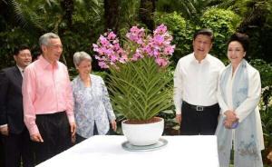 释新闻丨以习近平和彭丽媛名字命名的新加坡胡姬花是什么花？