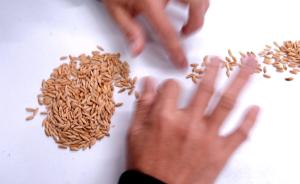 转基因水稻会带来基因污染？距离十米远风险可降至十万分之一