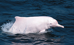 香港填海造机场跑道威胁中华白海豚，被环保组织警告