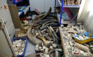 江西森林公安破获特大象牙案，查获象牙制品600余公斤
