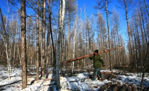 中国承诺后年全面停止天然林商业性采伐，伐木工将转做护林员