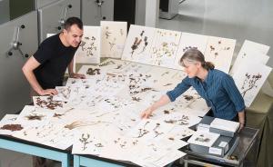 全球博物馆半数植物标本被曝写错名，昆虫或许错得更离谱？
