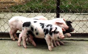 杭州一小学引进五只小猪：全校孩子轮流喂养，或“成为猪肉”