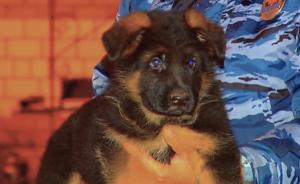 致敬法国殉职警犬：俄罗斯赠送警犬宝宝，示共同反恐决心