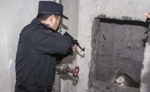 直击| 杭州一野猪误入居民小区，特警用微型冲锋枪将其击毙
