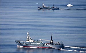 环保组织致信安倍晋三，警告日本停止“科研捕鲸”