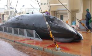 不顾国际社会反对，日本将强行在12月重启南极捕鲸活动