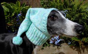 当你担心狗狗冬天会冷的时候，她已经给狗织了300件毛衣了