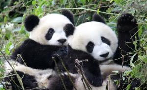 任性！研究显示大熊猫有好感交配成功率8成，没好感为0