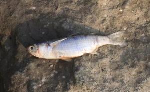 广东珠海海面现大量死鱼绵延近2公里，官方调查称缺氧所致