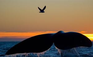 新华社：美科研人员发现阿根廷海域许多鲸鱼被海鸥啄死
