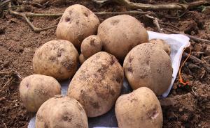 云南师范大学设马铃薯学院，此前农业部称马铃薯将成第四主粮