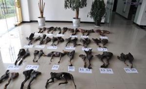 四川农户用国家保护动物做腊肉：家中搜出火药枪和41件肢体
