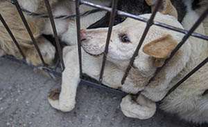 浙江最大制售毒狗肉案宣判，至少11吨毒狗肉已流向餐桌