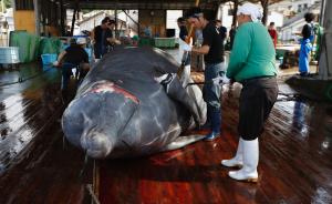 日本强行重启南极海域科研捕鲸，日媒批“百害而无一利”