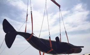 江苏如东沿海连续搁浅两条死亡抹香鲸，如何处置引关注