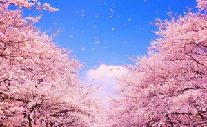 日本多地今年樱花或早开，受暖冬影响西日本地区开花将推迟