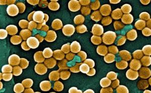 重新研究数百个老药，上海科学家发现对抗“超级细菌”新办法