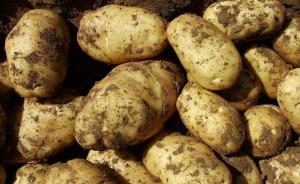 农业部：将马铃薯作为主粮，到2020年种植面积超过1亿亩