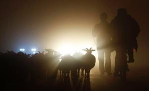 陕西靖边就“畜牧局长数不清羊”成立调查组，成员包括畜牧局