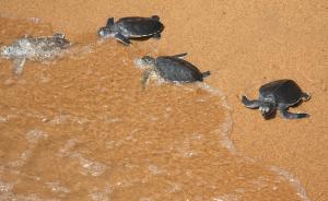 代表建议将海龟升为国家一级保护动物：南海现存不足二千头