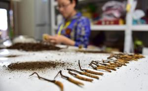 国家食药监总局：停止冬虫夏草用于保健食品试点工作