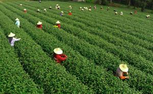 春寒将至，浙江气象专家提醒茶农抢摘“西湖龙井”