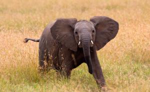 人大代表、方丈明海：停止进口非洲象，尝试放回自然栖息地
