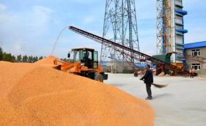 东北临储库存玉米达2.5亿吨陈化风险大，代表建议立即拍卖