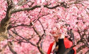 上海首推花期预报：桃花、樱花、牡丹、油菜花等将进入盛花期