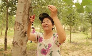 上海种树母亲获澎湃和阿里2万奖励：沙漠种的树都是我的孩子