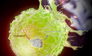上海科学家在《自然》发表癌症新疗法：胆固醇不全是个坏东西