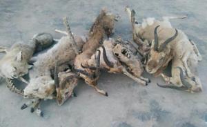 青海7只普氏原羚死亡一月遗骸处置未定，专家呼吁修法明确