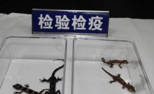 上海口岸首次在进境邮包中截获活蜥蜴，之前还有蜘蛛、蜈蚣等
