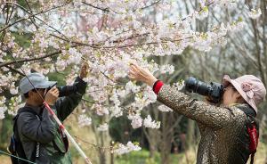 入春后气温偏低推迟上海花卉盛开期，樱花或将开到清明后 
