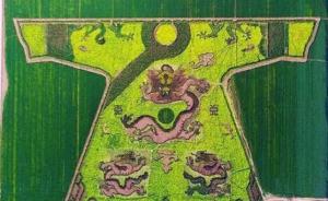 南京村支书回应“龙袍麦田”：并非故意毒死小麦“造”出景观
