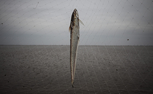 长江刀鱼涨至1.5万元一公斤：五年来最高，明年起或禁捕